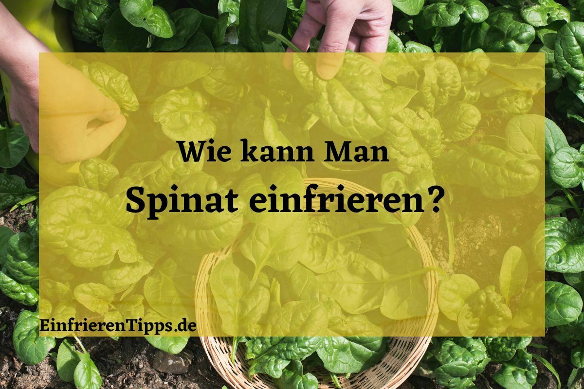 Kohlrabi einfrieren: So bleibt er frisch und lecker! 🥦 ️ | Einfrieren Tipps