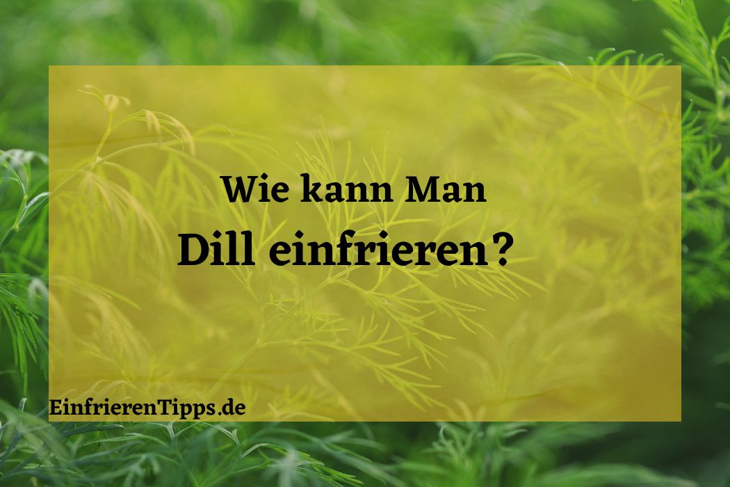 Dill einfrieren So erhalten Sie die Frische Einfrieren Tipps
