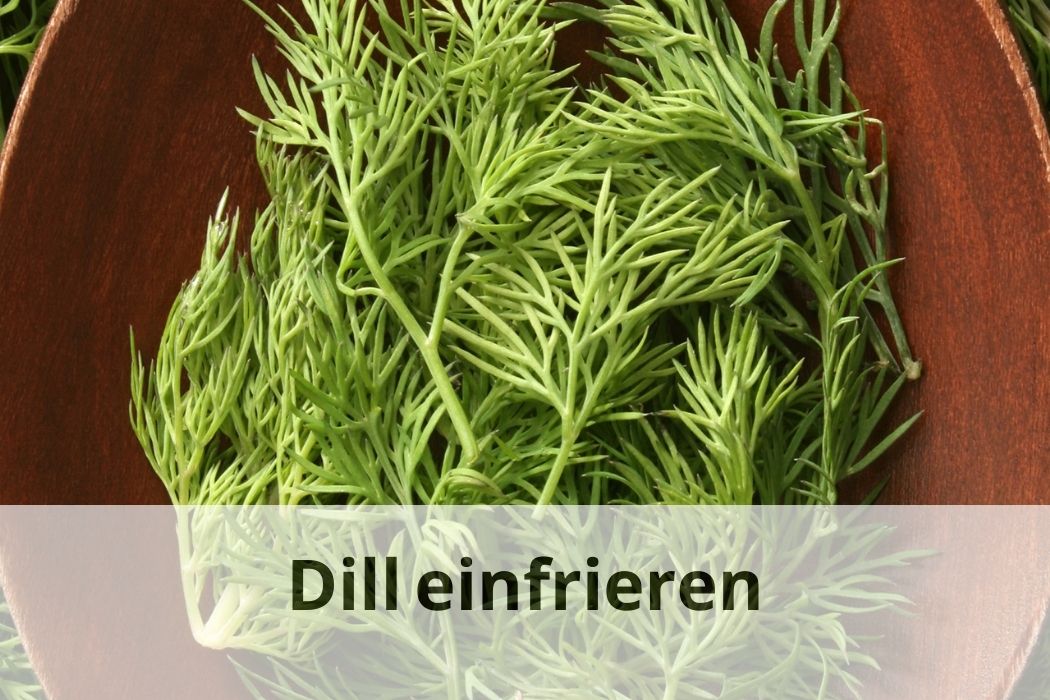 Dill einfrieren So erhalten Sie die Frische Einfrieren Tipps